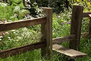 Anthriscus: Cow parsley