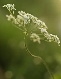 Anthriscus: Cow Parsley