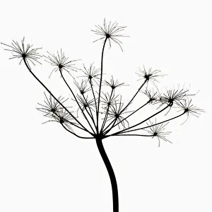 Anthriscus: Cow Parsley