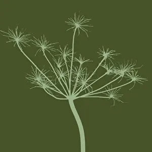 Anthriscus: Cow Parsley