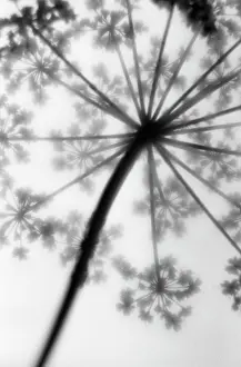 Anthriscus: Cow Parsley