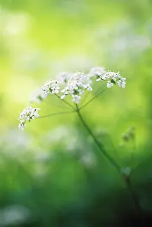 Anthriscus: Cow Parsley