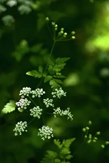 Anthriscus: Cow Parsley