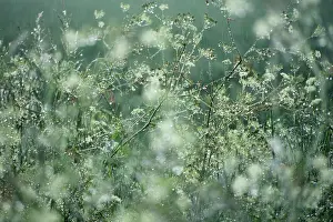 Anthriscus: Cow Parsley