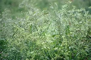Anthriscus: Cow Parsley