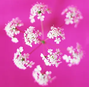Anthriscus: Cow Parsley