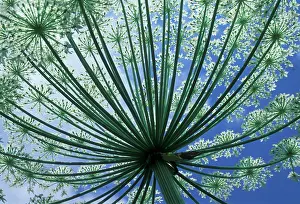 Anthriscus: Cow Parsley