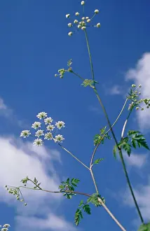 Anthriscus: Cow Parsley
