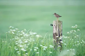 Anthriscus: Cow Parsley