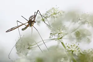 Anthriscus: Cow Parsley