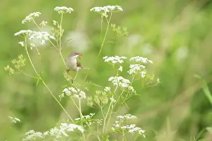 Anthriscus: Cow Parsley