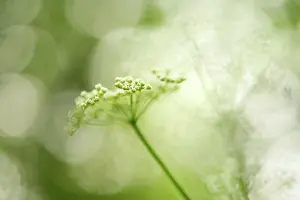 Anthriscus: Cow Parsley