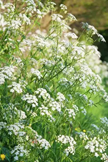 Anthriscus: Cow Parsley
