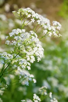 Anthriscus: Cow Parsley