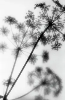 Anthriscus: Cow parsley