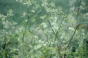 Anthriscus: Cow Parsley