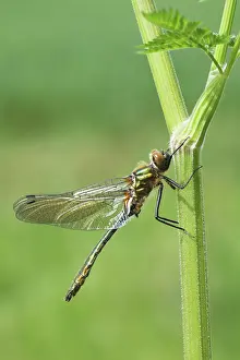 Emerald: Cow Parsley