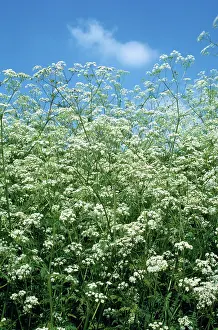 Bob Gibbons: Cow Parsley