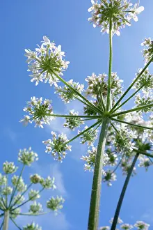 Anthriscus: Cow Parsley, Anthriscus sylvestris, Close up showing umbelli