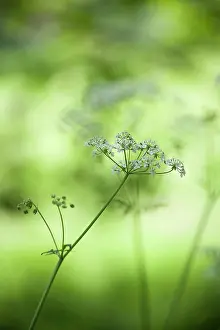 Anthriscus: Cow parsley, Anthriscus sylvestris, a single umbel with buds