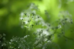 Anthriscus: Cow parsley, Anthriscus sylvestris, a single umbel with buds