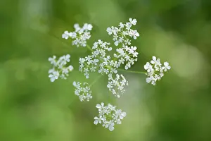 Anthriscus: Cow parsley, Anthriscus sylvestris, a single umbel viewed fr
