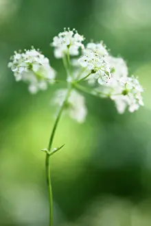 Anthriscus: Cow parsley, Anthriscus sylvestris, a single umbel viewed fr