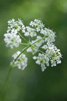 Anthriscus: Cow parsley, Anthriscus sylvestris, a single umbel viewed fr