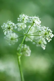 Anthriscus: Cow parsley, Anthriscus sylvestris, a single umbel viewed fr