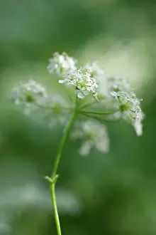 Anthriscus: Cow parsley, Anthriscus sylvestris, a single umbel viewed fr