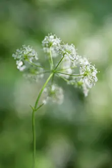 Viewed: Cow parsley, Anthriscus sylvestris, a single umbel viewed fr
