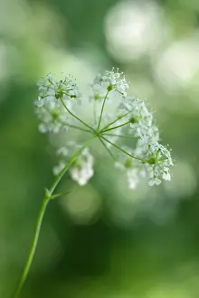Viewed: Cow parsley, Anthriscus sylvestris, a single umbel viewed fr