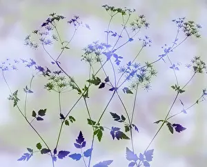 Anthriscus: Cow parsley, Anthriscus sylvestris. abstract silhouette of s