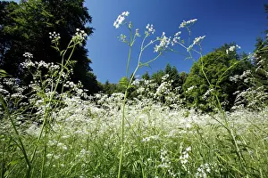 Anthriscus: Cow Parsley - flowering on forest glade