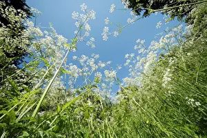 Anthriscus: Cow Parsley - flowering on forest glade