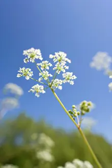 Anthriscus: Cow Parsley Flowers