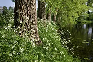 Anthriscus: Cow Parsley - growing next to pond