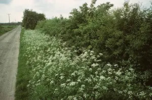 Roadside: COW PARSLEY - on roadside
