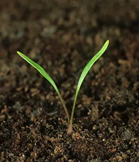 Soil: Cow parsley seedling