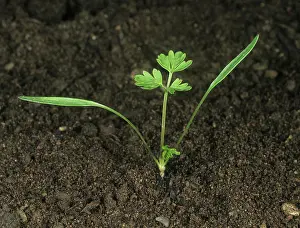 Soil: Cow parsley seedling