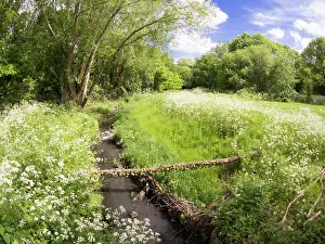 Vale: Cow parsley in urban park - Westley Vale Birmingham UK