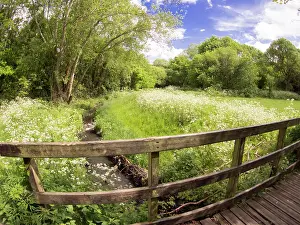 Vale: Cow parsley in urban park - Westley Vale Birmingham UK