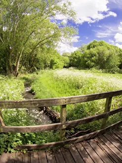 Vale: Cow parsley in urban park - Westley Vale Birmingham UK