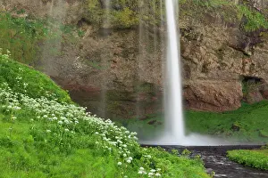 Falling: Cow Parsnip and Seljalandsfoss Waterfall