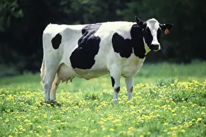 Udders: Cow in pasture