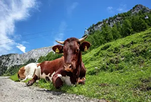 Jenner: Cow in the pasture on the Jenner, Berchtesgaden