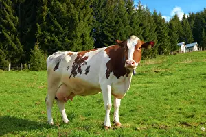 Bovinae: Cow on pasture, Sognefjord, Norway, Europe Cow grazing