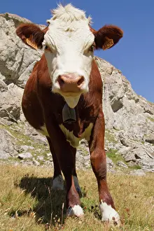 Pieces: Cow in a pasture - Vanoise Alps France