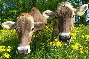 Salzkammergut: Cow portrait, Two cows standing in a flower meadow