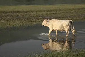 Bogs: Cow in a prairie lake innondee Kerkini Greece